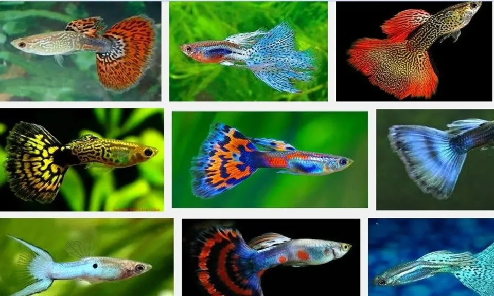 Ikan Guppy Si Cantik Berwarna-warni dari Dunia Air Tawar