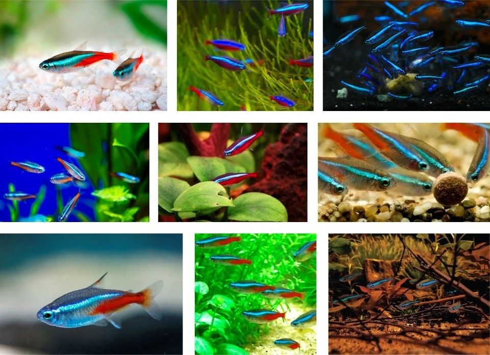 Ikan Hias Neon Tetra