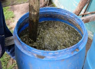 Pupuk Kandang Cair