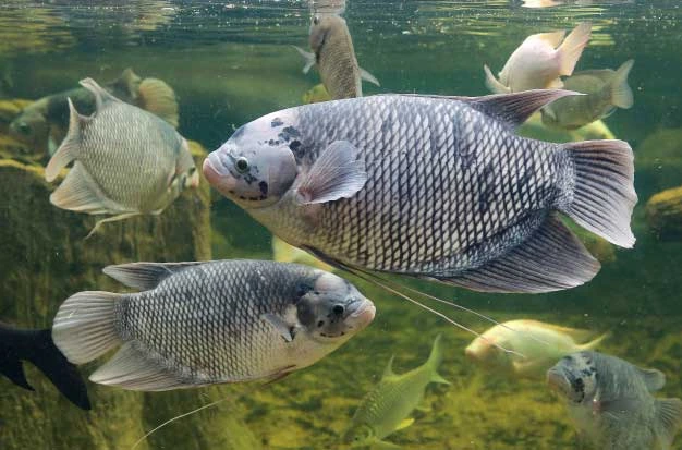 Taksonomi pada Ikan
