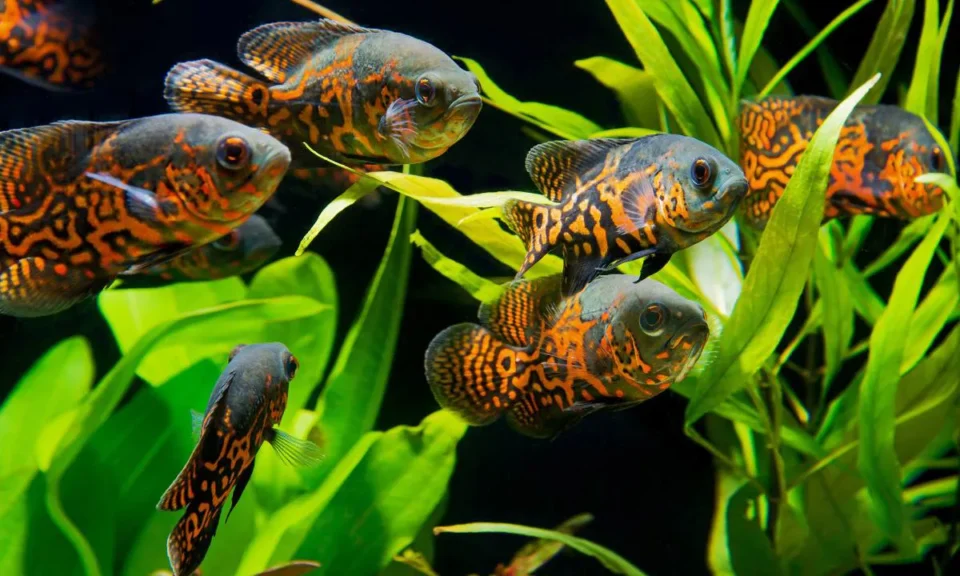 jenis-ikan-hias