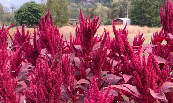 Amaranthus cruentus