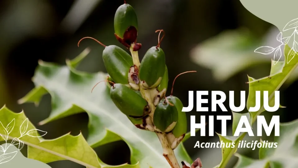 Jeruju Hitam(Acanthus ilicifolius L.)