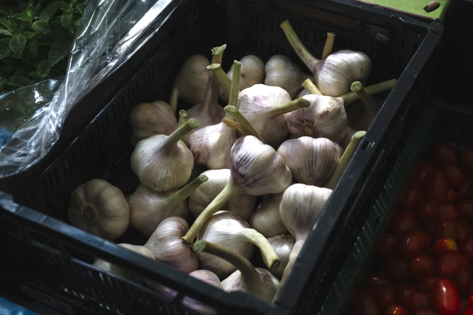 Bawang Putih (Allium sativum L.), Investasi Menguntungkan di Pasar Global