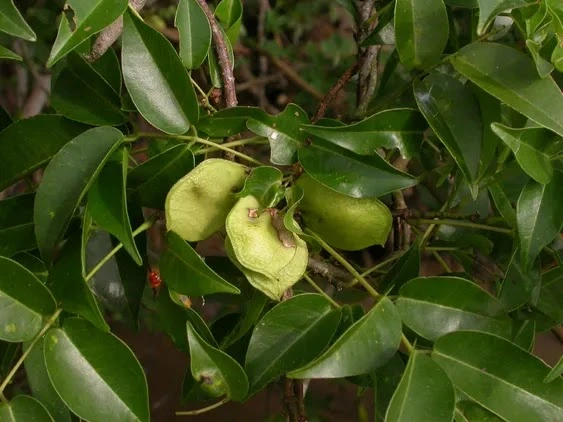 Kambingan (Derris trifoliata)