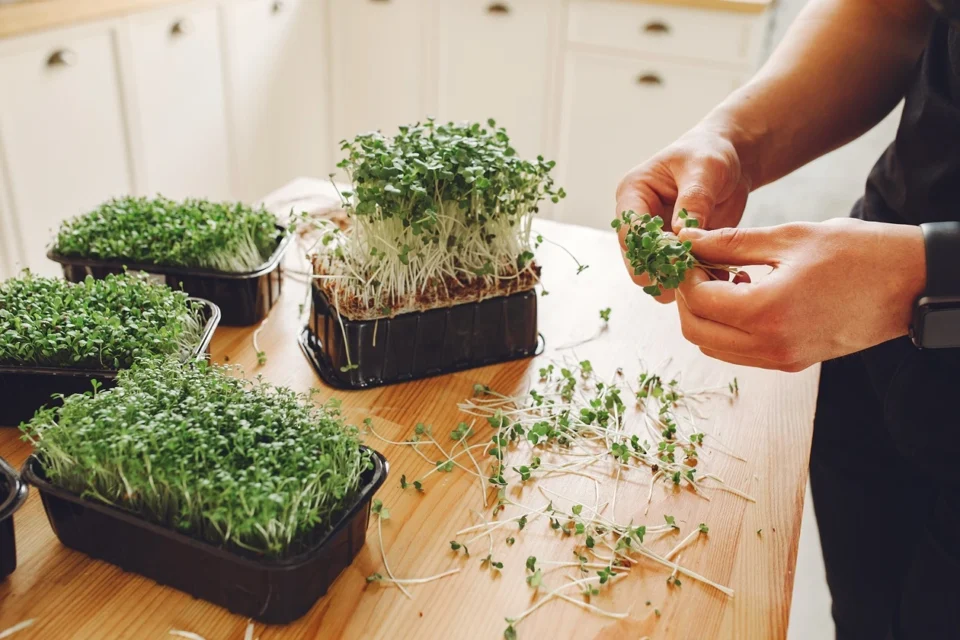 Mengenal Lebih Jauh Apa Itu Microgreens