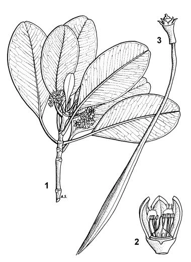 Soga Tingi (Ceriops tagal)