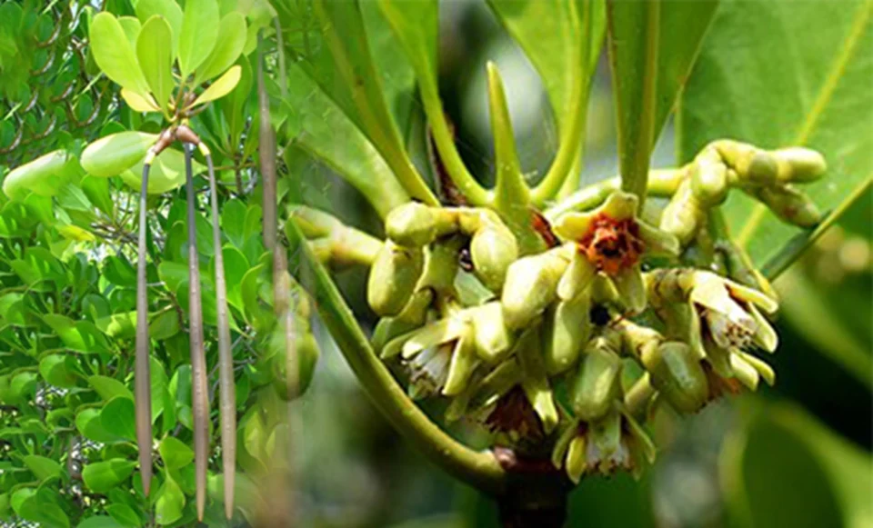 Soga Tingi (Ceriops tagal)