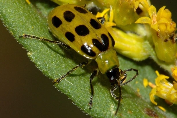 Hama Kumbang Mentimun Diabrotica spp.