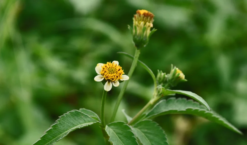 Mengenal Ajeran (Bidens pilosa) Sebagai Obat