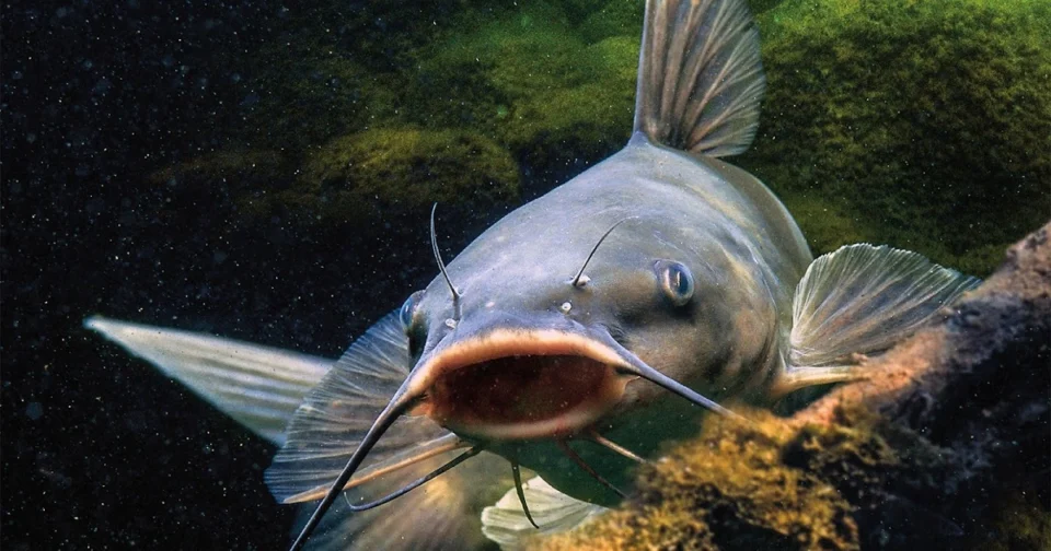 Mengenal Jenis dan Habitat Ikan Rawa