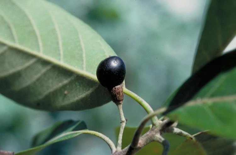 Mengenal Tanaman Adem Ati (Litsea glutinosa (Lour.) C.D. Robins.) dan Manfaatnya