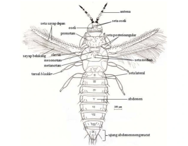 Morfologi Hama Ordo Thysanoptera