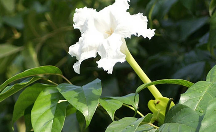 Pohon Terompet Bakau (Dolichandrone spathacea)