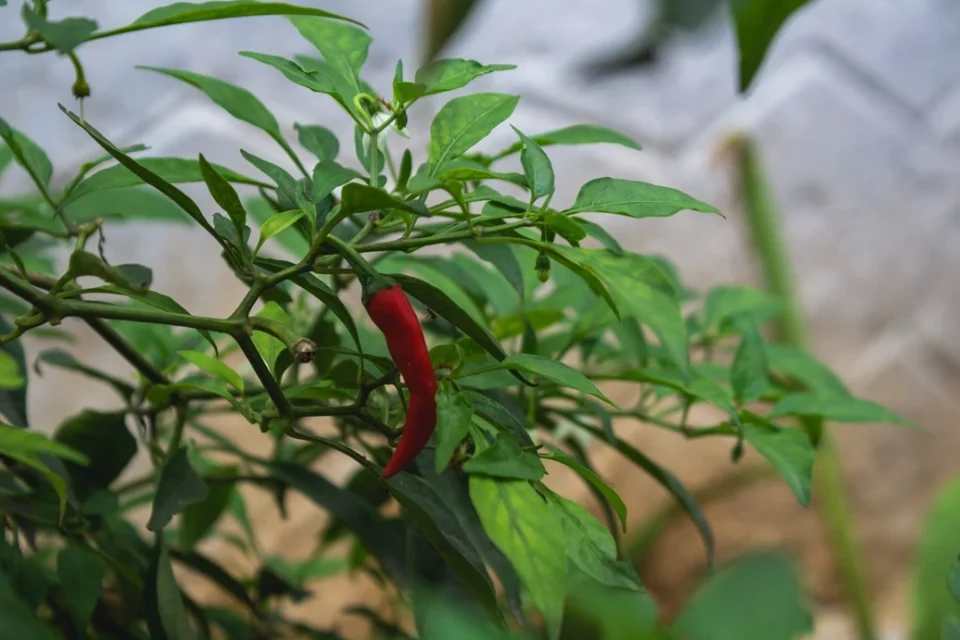Optimasi Pertumbuhan dan Produktivitas Tanaman Cabai melalui Prunning