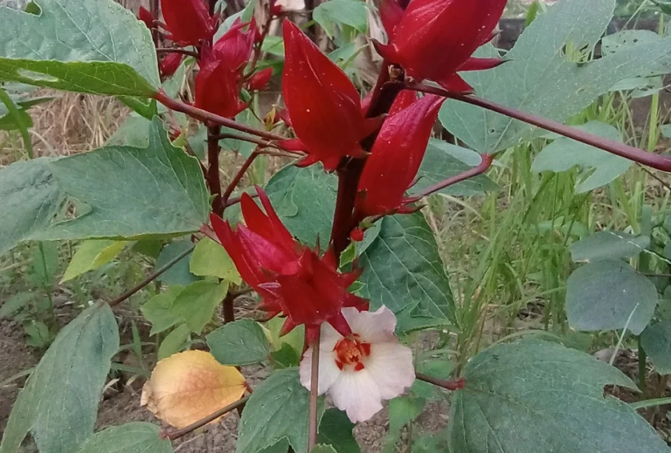 Menyingkap Manfaat Fitokimia dalam Tanaman Rosela