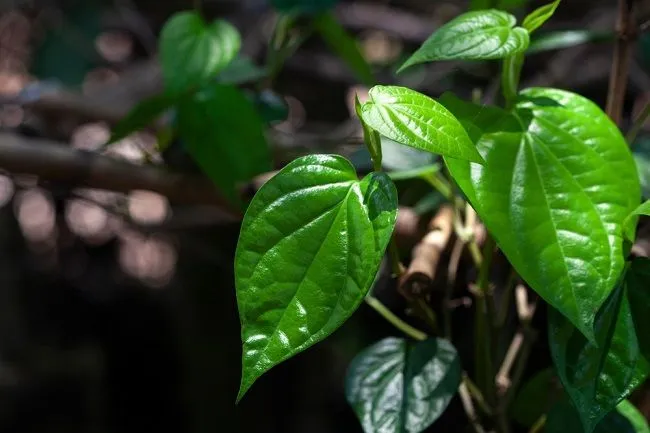 Mengenal Manfaat dan Komponen Aktif Daun Sirih