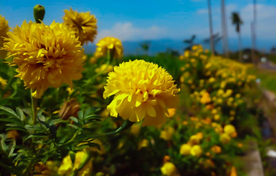 Pengelolaan Hama Ramah Lingkungan Melalui Tanaman Refugia