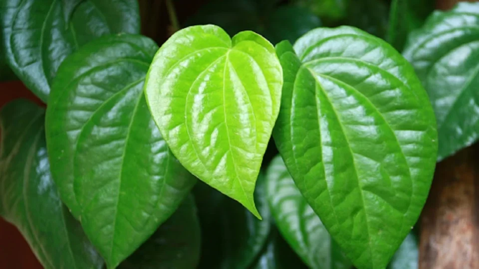 Manfaat dan Risiko Konsumsi Daun Sirih