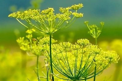 Mengenal Tanaman Adas (Foeniculum vulgare Mill.)