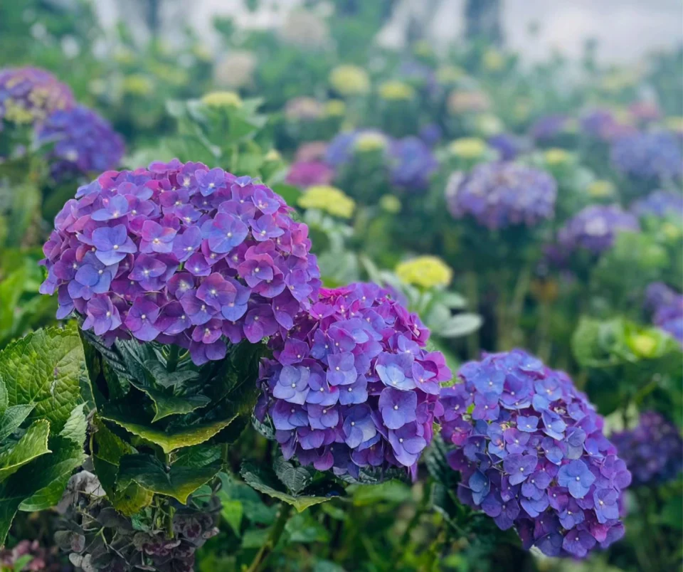 Mengenal Teknik Budidaya dan Manfaat Hortensia