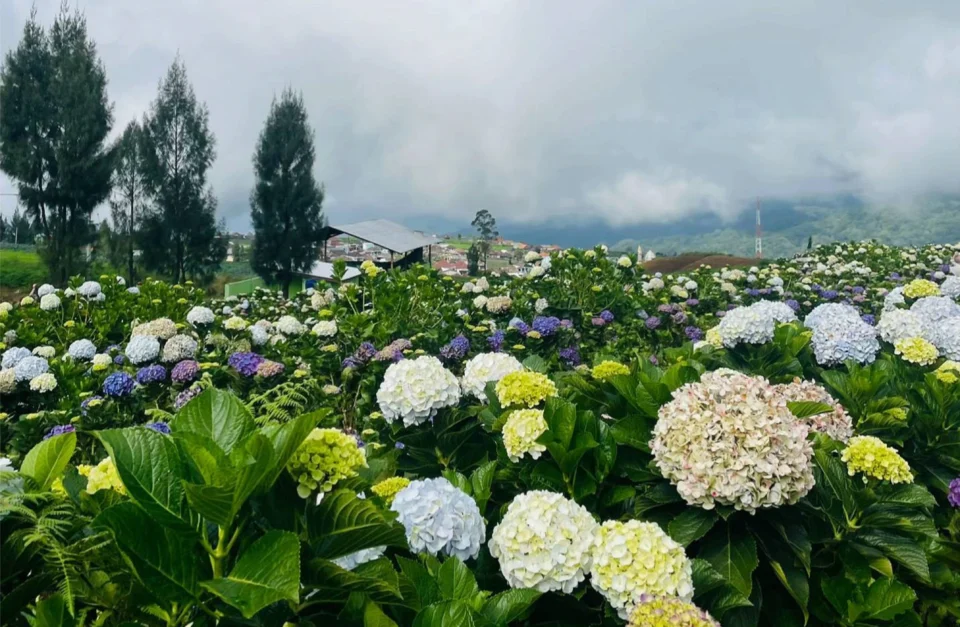 Mengenal Bunga Hortensia (Hydrangea)