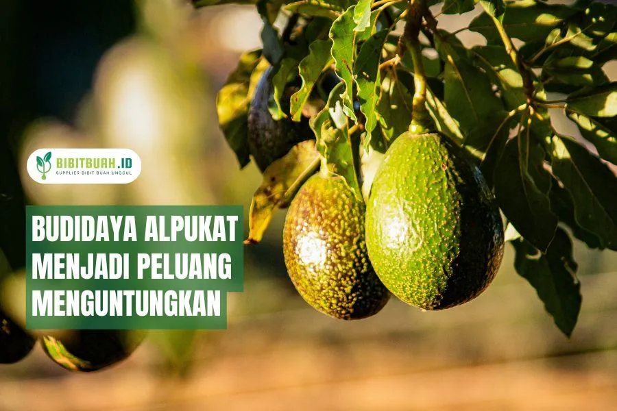 Cara Budidaya Alpukat Agar Berhasil dan Menguntungkan