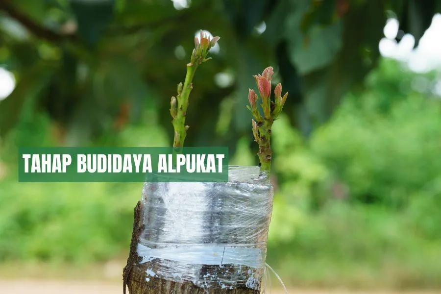 Cara Budidaya Alpukat Agar Berhasil dan Menguntungkan