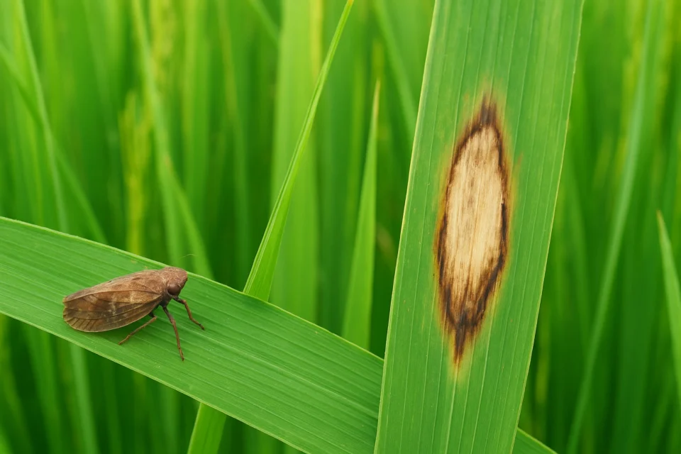 Biologi, Siklus Hidup, dan Dampak Ganda Serangan Wereng Batang Coklat (WBC)