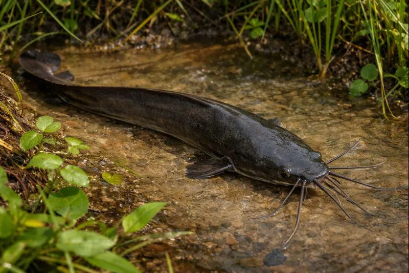Mengenal Lele Jawa (Clarias batrachus), Ikan Lokal Bernilai Tinggi dengan Keunikan Biologis dan Ekologis