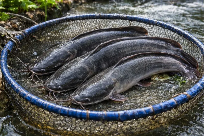 Lele Masamo : Ikan Lele Unggul dengan Pertumbuhan Cepat, Tahan Penyakit, dan Potensi Bisnis Menjanjikan