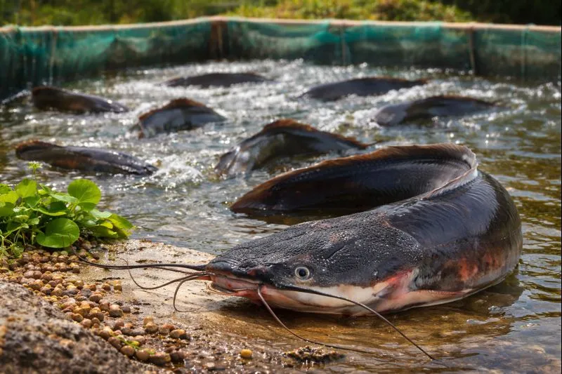 Lele Sangkuriang : Ikan Lele Unggul dengan Pertumbuhan Cepat, Tahan Penyakit, dan Prospek Budidaya Menjanjikan