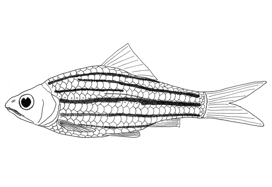 Mengenal Lebih Dekat Desmopuntius mahakamensis, Ikan Endemik Mahakam yang Menawan dan Sarat Keunikan