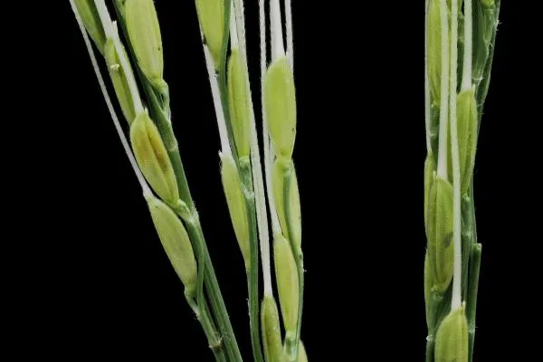 Oryza rufipogon