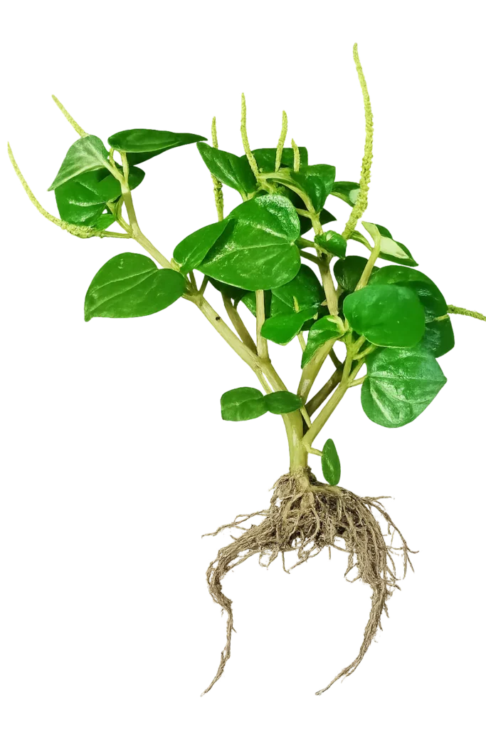Habitus Sirih Cina (Peperomia pellucida (L.) Kunth)