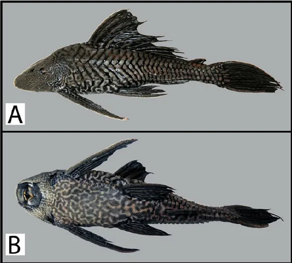 Ikan Sapu-Sapu Pterygoplichthys disjunctivus