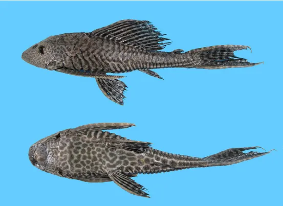 Ikan Sapu-Sapu Pterygoplichthys pardalis
