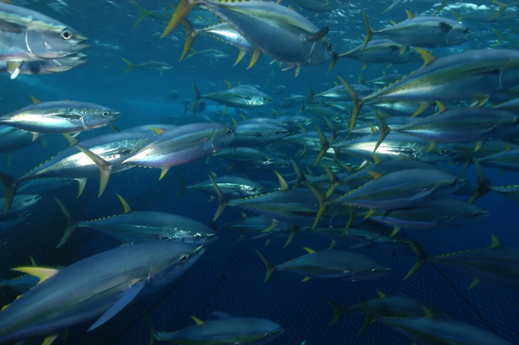 Kawanan Ikan Tuna Sirip Kunin (Thunnus albacares)