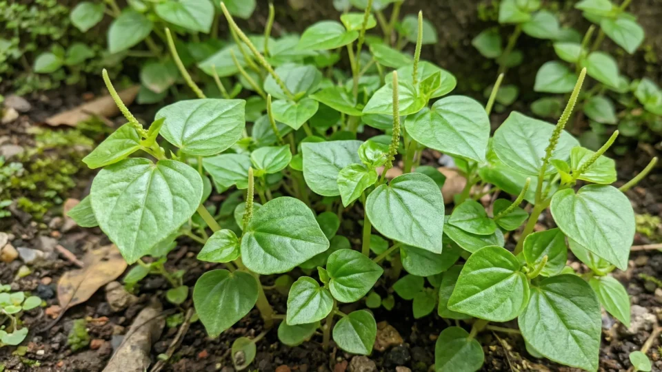 Sirih Cina (Peperomia pellucida)